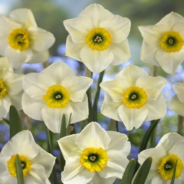 Narcissi small cupped Lancaster