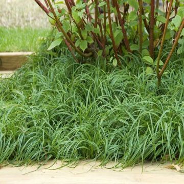 Carex Caryophyllea The Beatles Zegge