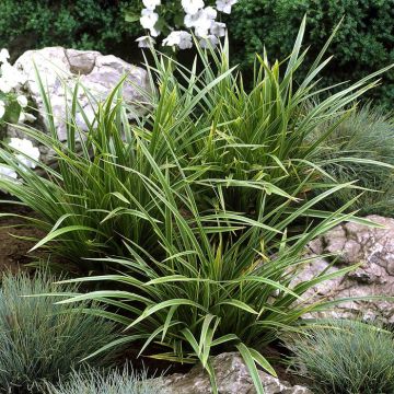 Carex morrowii Variegata P13