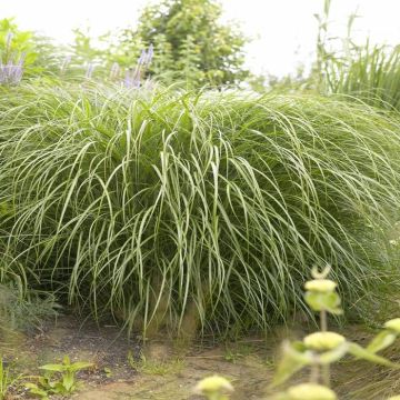 Miscanthus Sinensis Yakushima Dwarf