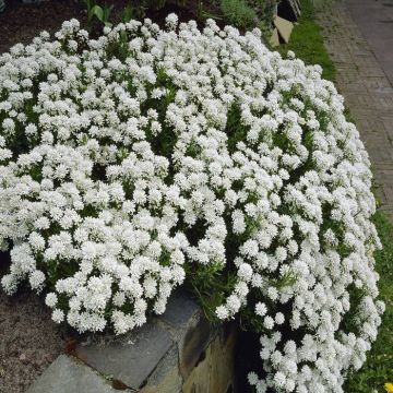 Iberis Sempervirens Snowflake