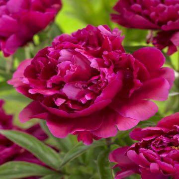 Paeonia Karl Rosenfield