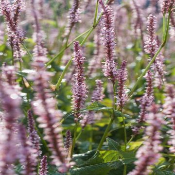 Persicaria Amplex Rosea Duizendknoop