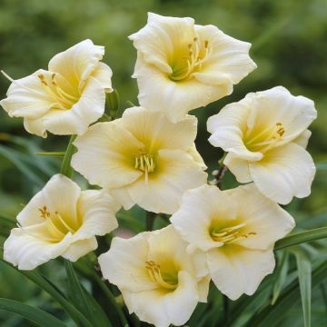 Hemerocallis Longfield Pearl Daglelie