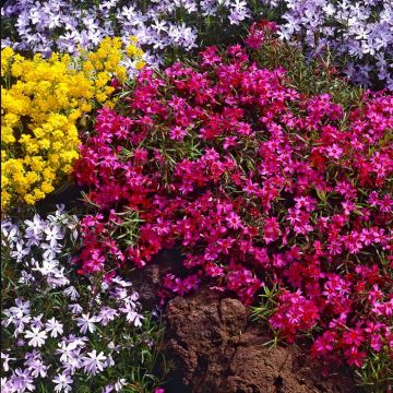 Phlox Subulata Scarlet Flame
