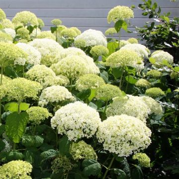 Hortensia Sneeuwbal