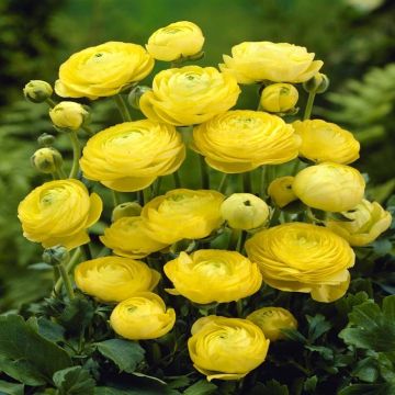 Ranunculus asiaticus Yellow v1