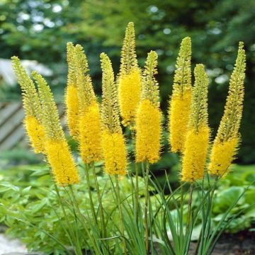 Eremurus stenophyllus