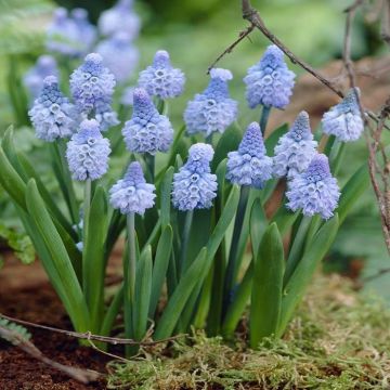 Muscari azureum v3
