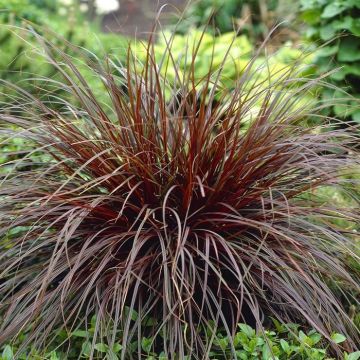 Uncinia Rubra Firedance