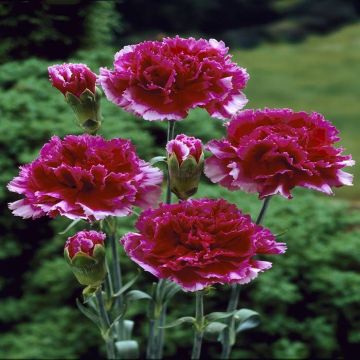 Dianthus caryophyllis Red