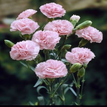 Dianthus caryophyllus Pink