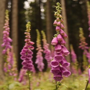 Digitalis purpurea Purple 11 cm pot