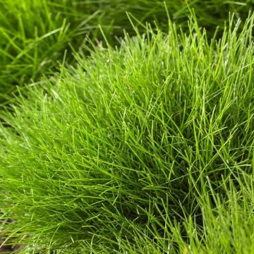 Festuca gautieri 9 cm pot