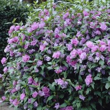 Hibiscus double Pink