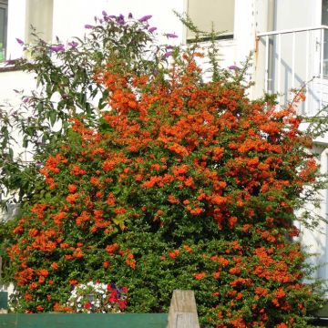 Pyracantha Firelight 9 cm