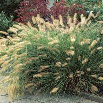 Pennisetum alopecuroides Hameln