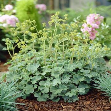 Alchemilla Erythropoda Vrouwenmantel