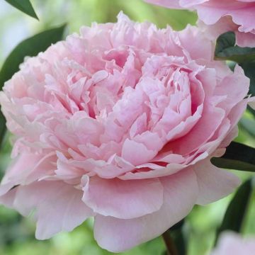 Pioen Lactiflora Sarah Bernhardt 11 Cm