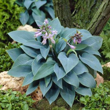 Hosta Tardiana Halcyon 9 Cm Hartlelie