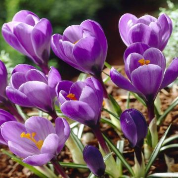 Crocus Grand Maitre
