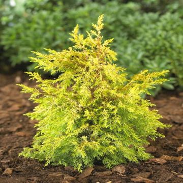 Juniperus Communis Gold Cone