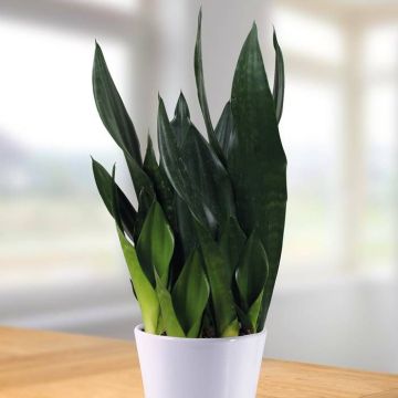 Sansevieria Robusta - hoogte 50-55