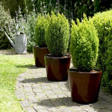 Chamaecyparis Lawsoniana Ellwoods Gold