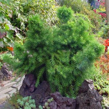 Cryptomeria Japonica Monstrosa Nana