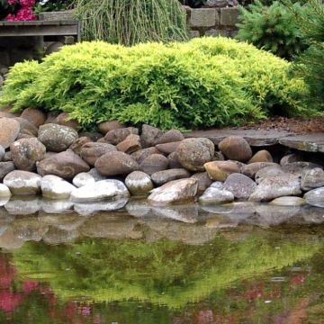 Juniperus Pfitzeriana Gold Coast