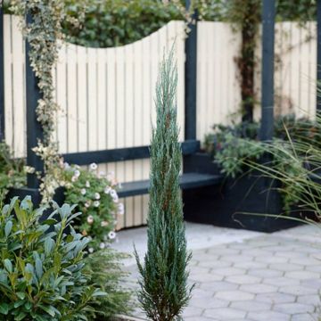 Juniperus Blue Arrow 24 cm