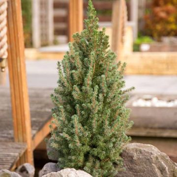 Picea Glauca Sanders Blue