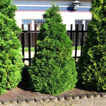 Thuja Occidentalis Holmstrup Levensboom