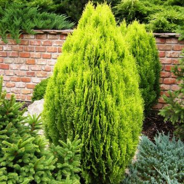 Thuja Orientalis Aurea Nana Levensboom