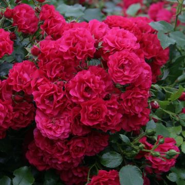 Bodembedekkende Roos Gärtnerfreude