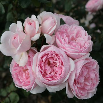 Floribunda Roos Cinderella