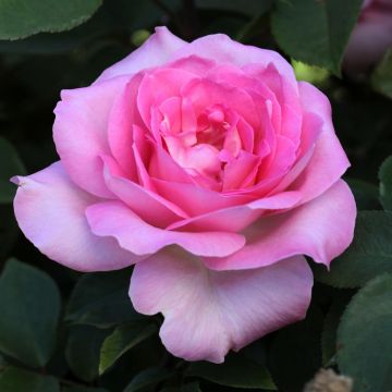 Theeroos Hybride Beverly