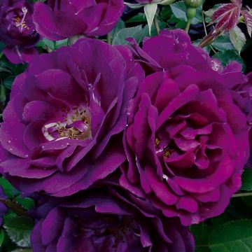 Theeroos Hybride Royal Celebration