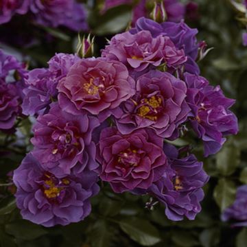 Floribunda Roos Celebration Time