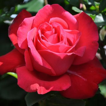 Grootbloemige Roos Dame Du Coeur