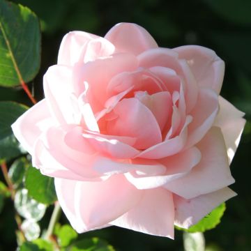 Klimroos New Dawn Op Pot