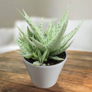 Aloe snowflake