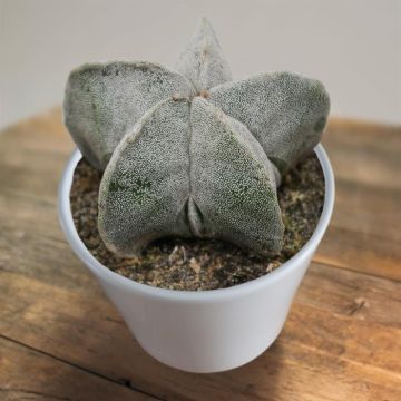 Astrophytum myriostigma