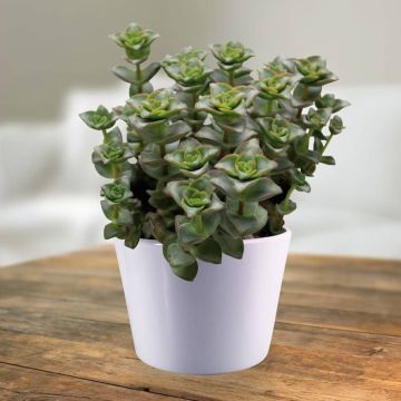 Crassula perforata giant