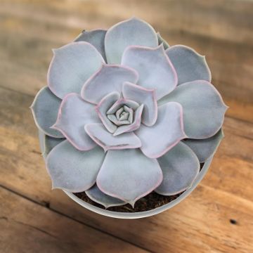 echeveria lila china