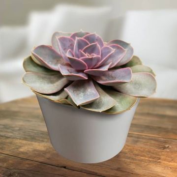 Echeveria pearl von Neurenberg