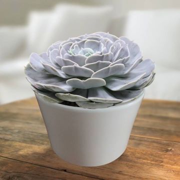 Echeveria pollux