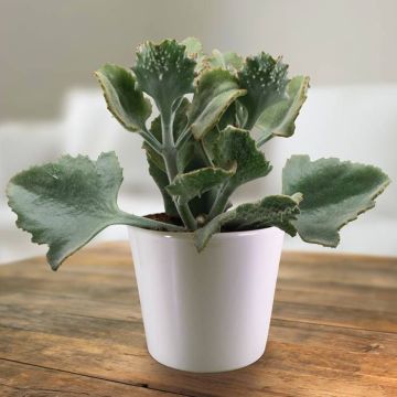 kalanchoe beharensis 13 cm.jpg