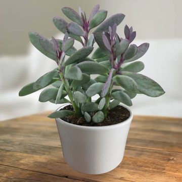 Senecio crassissimus.jpg