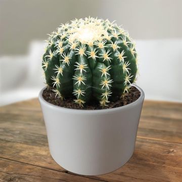 Echinocactus brevispina.jpg